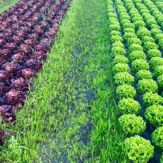 Pesticides are chemical substances used to control, prevent, or eliminate organisms considered harmful to crops, animals, or humans. They include herbicides, insecticides, fungicides, and other similar chemicals. While playing a crucial role in increasing agricultural productivity, pesticides have significant consequences on the environment. Intensive pesticide use leads to soil, water, and air contamination, posing threats to biodiversity and human health. Persistent residues affect aquatic ecosystems. Excessive use may induce resistance in harmful organisms and pose risks to human health through food contamination. Efforts are underway to promote sustainable farming practices, encourage judicious pesticide use, and establish crucial monitoring to assess, define limits, and regulate their usage.